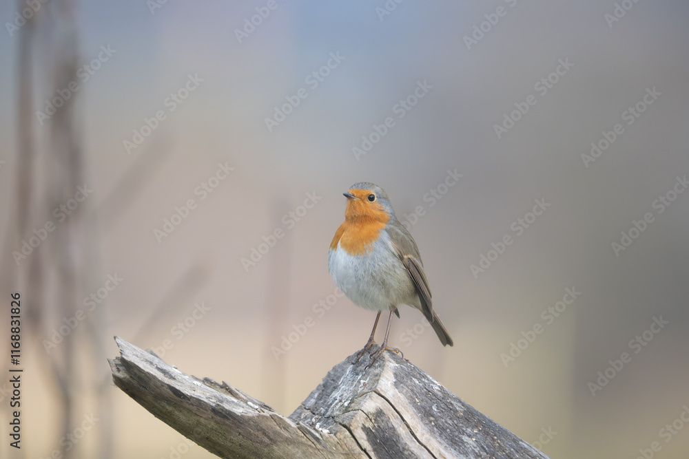 Fototapeta premium Fauna selvatica Capanno Nisida Poiana