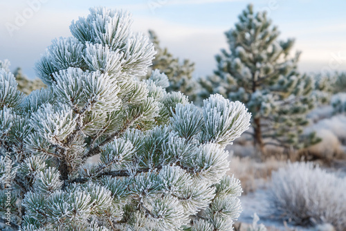 Frosted pine trees in a serene winter landscape with delicate snow and a tranquil sky