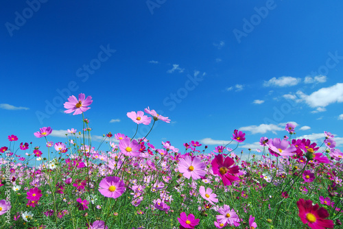 Beautiful Cosmos Flower Garden Scenic in Autumn