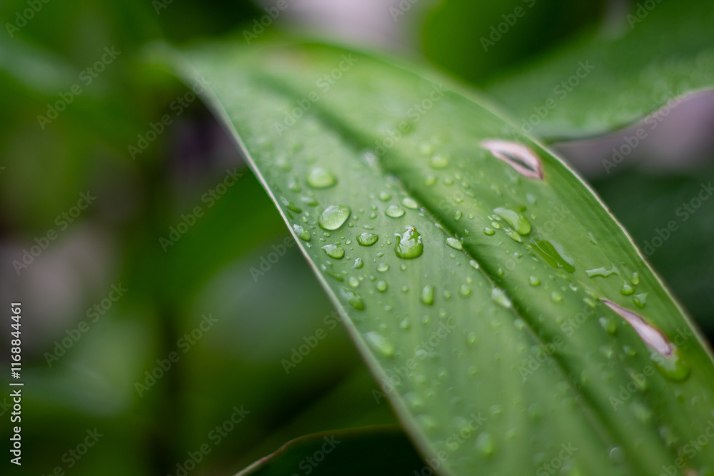 Close up of green leaves with raindrops, giving a natural, fresh and calm impression. Close up of green leaves with raindrops, giving a natural, fresh and calm impression.