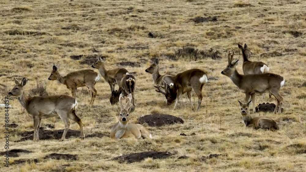 Group of deer resting in a grassy area during the day in a natural landscape Group of deer resting in a grassy area during the day in a natural landscape