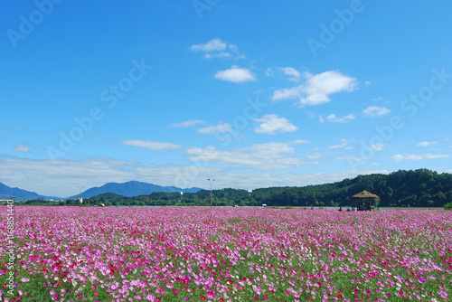 Beautiful Cosmos Flower Garden Scenic in Autumn
