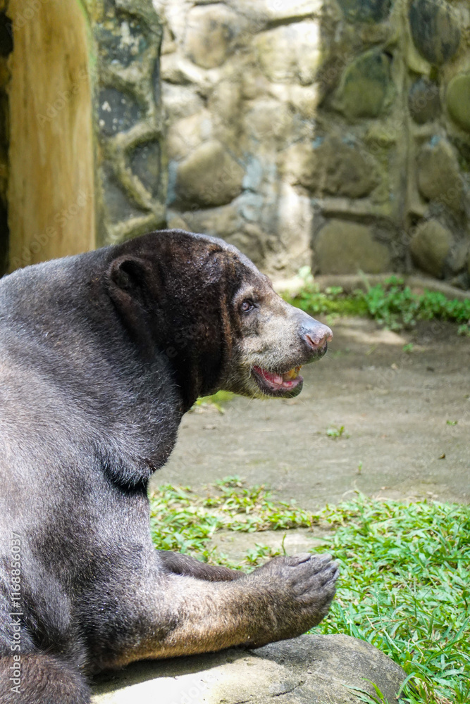 The sun bear is the smallest of the eight types of bears in the world, black in color and short fur. The sun bear has a keen sense of smell and has long fingernails on all four arms. The sun bear is the smallest of the eight types of bears in the world, black in color and short fur. The sun bear has a keen sense of smell and has long fingernails on all four arms.