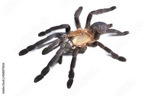 Closeup picture of the arboreal purple earth tiger tarantula Phormingochilus hatihati (former Omothymus spec. 