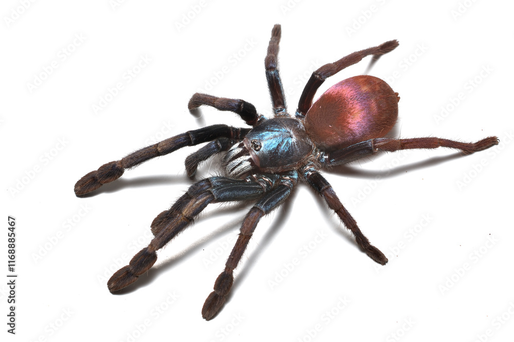 Obraz premium Closeup of psychedelic blue tarantula spider Cilantica psychedelicus (former Haploclastus devamatha) from Western Ghats, India, a new spider species highly demanded in pet trade.