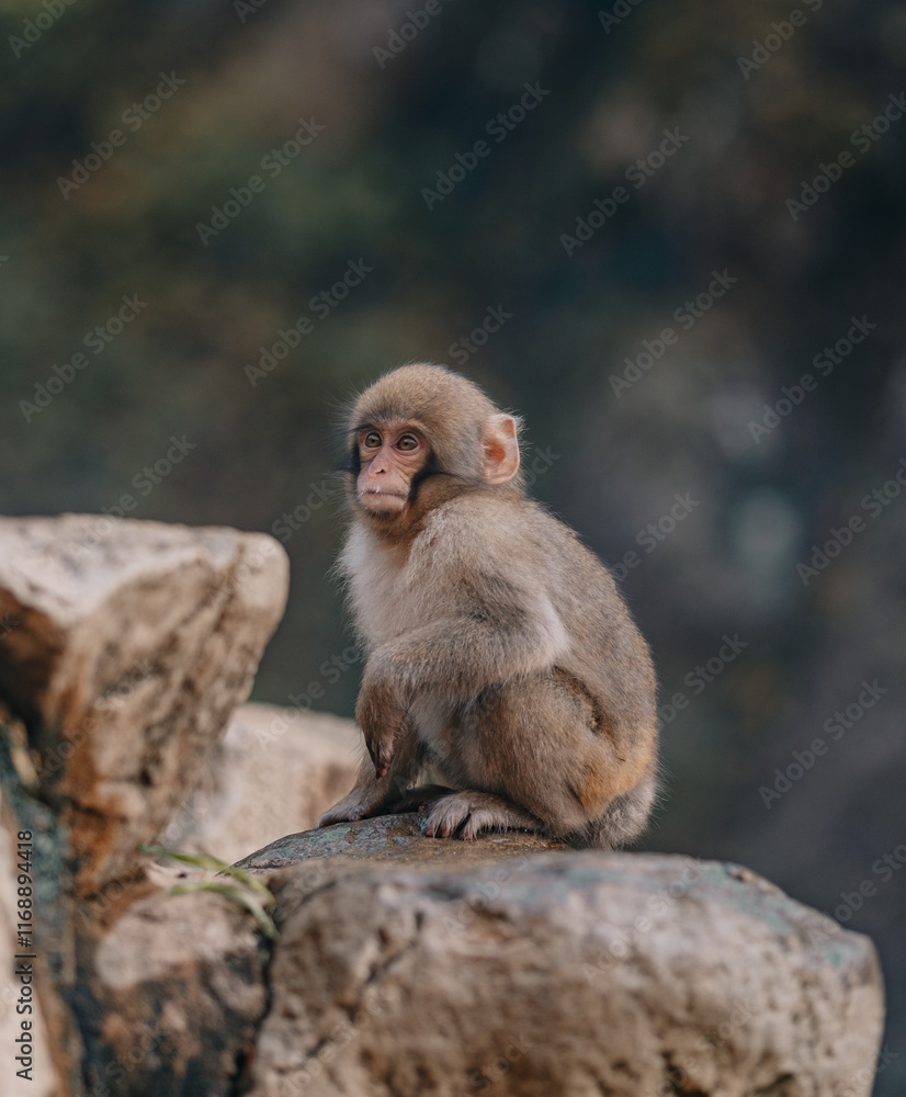 Naklejka premium Macaques at Jigokudani Snow Monkey Park in Nagano, Japan
