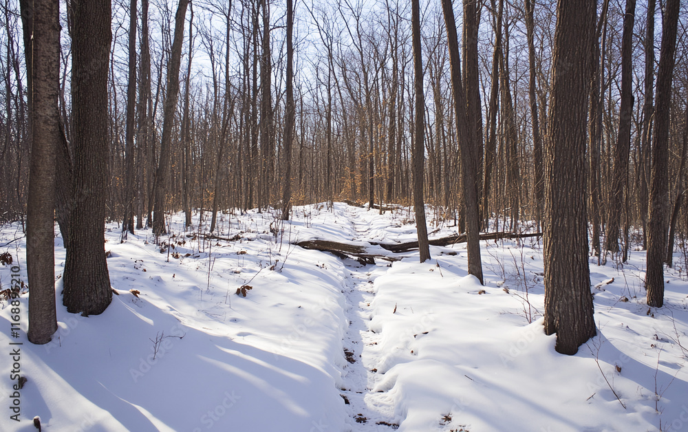 Snowy winter forest with a narrow path, surrounded by bare trees and untouched snow Snowy winter forest with a narrow path, surrounded by bare trees and untouched snow