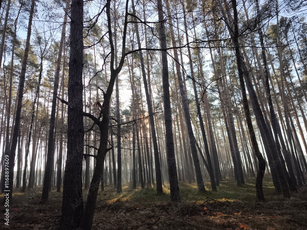 las, drzewa, mgła, park, liście, sosny las, drzewa, mgła, park, liście, sosny