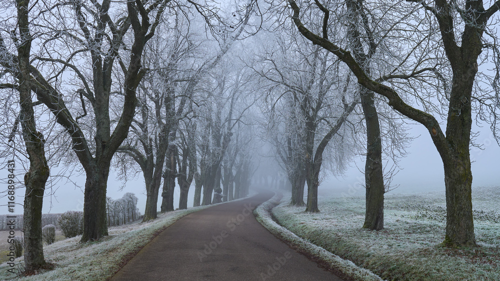 Fototapeta premium Frostige Baumallee im Nebel