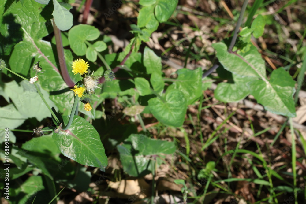 Sonchus oleraceus is a species of flowering plant in the tribe Cichorieae of the family Asteraceae, native to Europe and Western Asia Sonchus oleraceus is a species of flowering plant in the tribe Cichorieae of the family Asteraceae, native to Europe and Western Asia