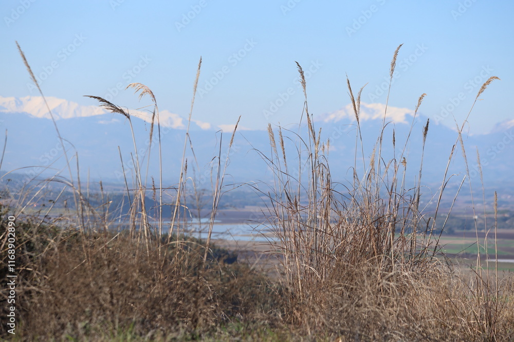 Reeds  on a gentle hill, with a  snowy mountain gracing the distant horizon