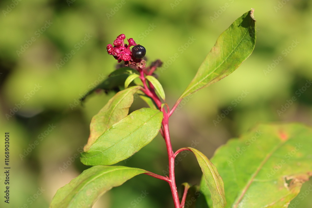 berries of Phytolacca sp in forest berries of Phytolacca sp in forest