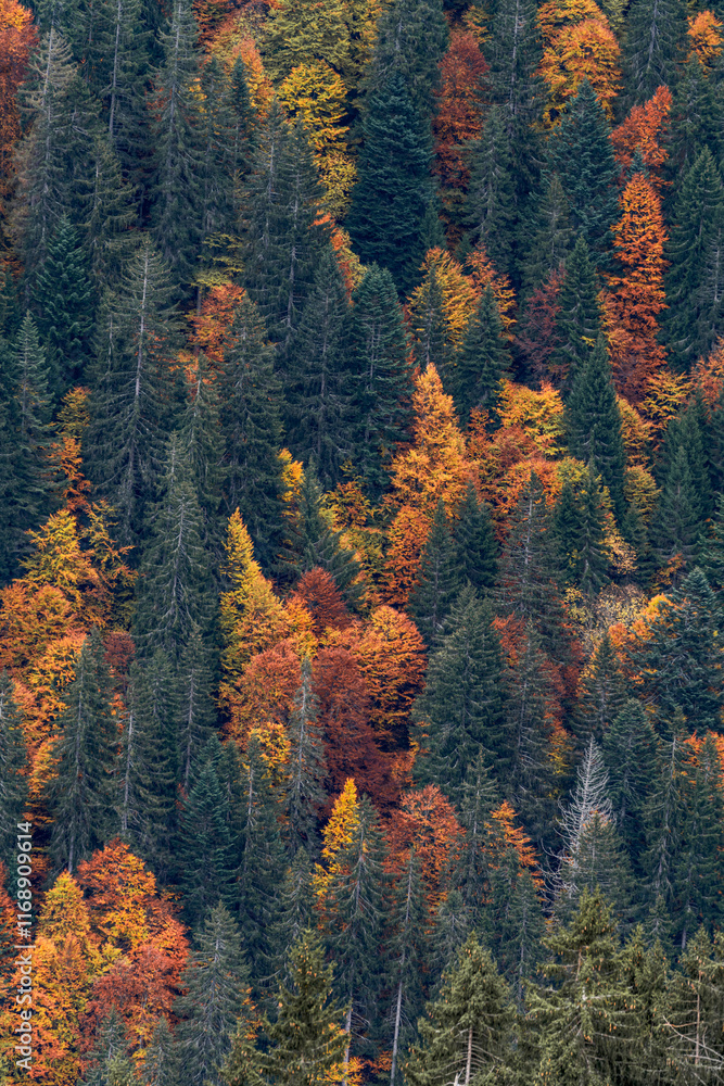 magical golden autumn trees on steep rock drop off in wilderness. Indian summer fall colors orange and yellow shades. Green conifers, vertical shot, moody and cinematic magical golden autumn trees on steep rock drop off in wilderness. Indian summer fall colors orange and yellow shades. Green conifers, vertical shot, moody and cinematic