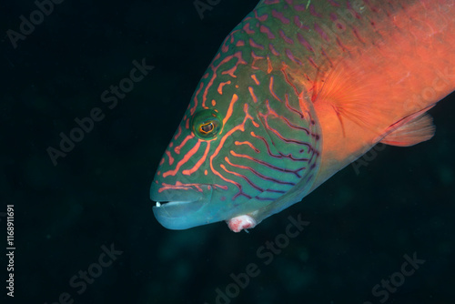 Primo piano di Oxycheilinus digramma, comunemente chiamato labride dalle guance foderate
 photo