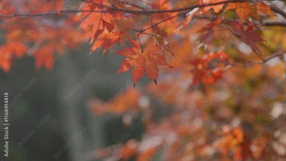 Red leaves (maple trees) and yellow leaves (ginkgo trees) in autumn season near Kyoto, Japan. Red leaves (maple trees) and yellow leaves (ginkgo trees) in autumn season near Kyoto, Japan.