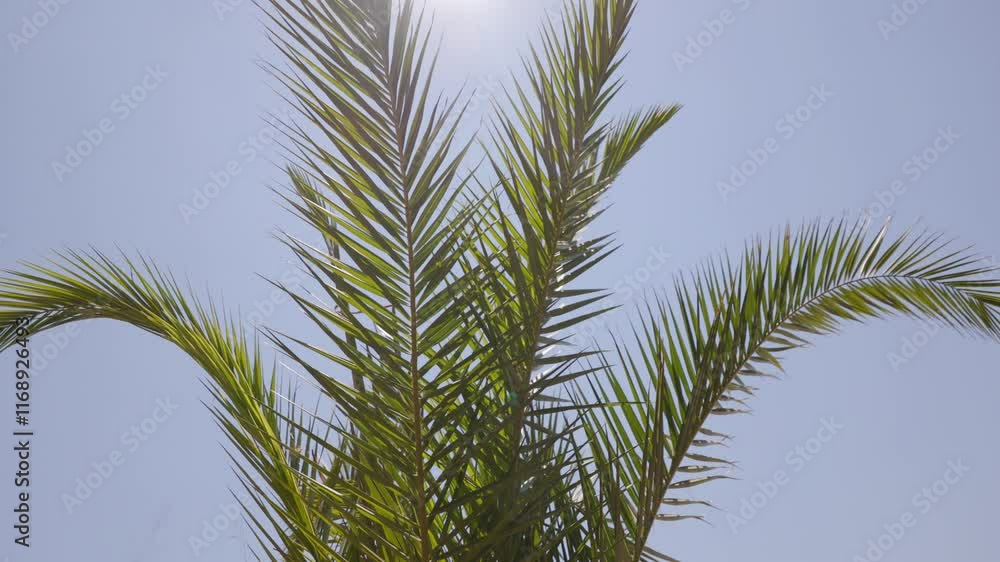Palm tree with green leaves is in the sun Palm tree with green leaves is in the sun