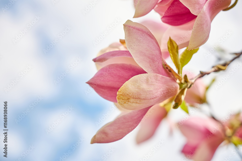 Fototapeta premium Magnolia Blooms Against Blue Sky