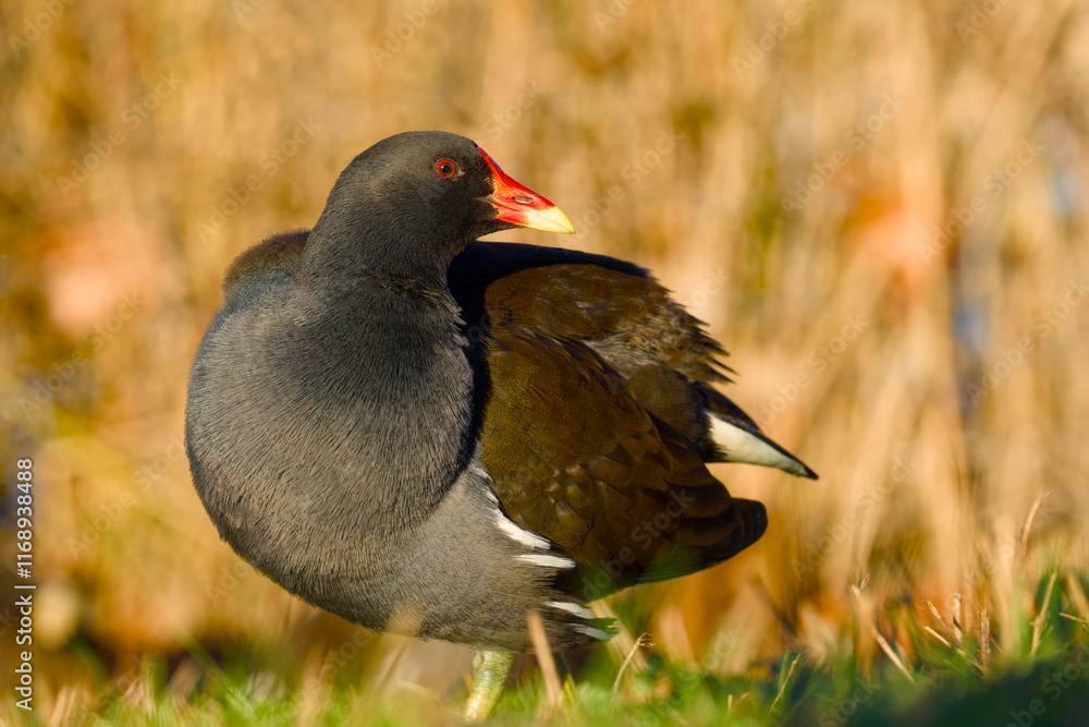 common moorhen is standing on the green grass on a sunny day close-up common moorhen is standing on the green grass on a sunny day close-up