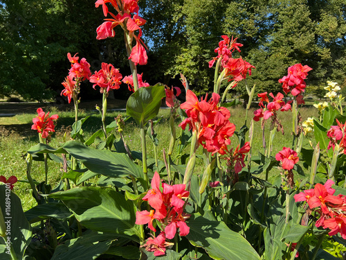 Flower cane, Canna, indica photo