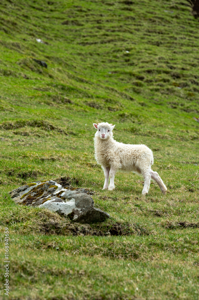 Fototapeta premium Lamb on the mountains of the Faroe Island
