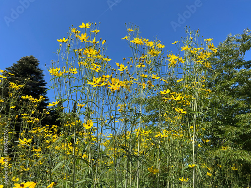 High beauty eye, Coreopsis, tripteris