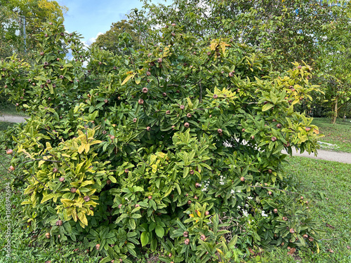 Medlar, Mespilus, germanica