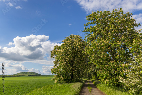 chestnut alley in the Czech Central Highlands photo