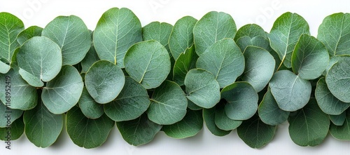 Lush green eucalyptus leaves arranged in a row on a white background. photo