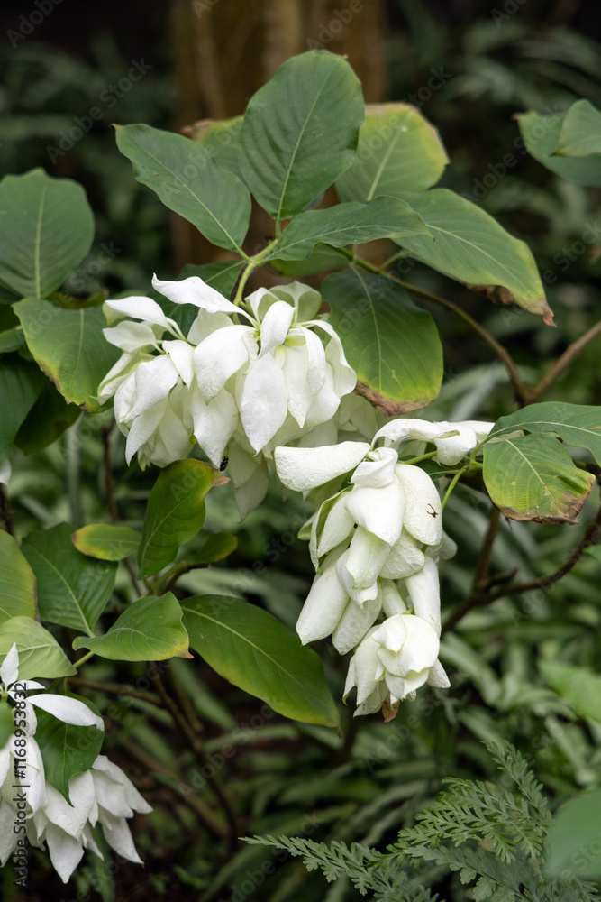Mussaenda philippica in full bloom, photographed in Shanghai Greenhouse Garden Mussaenda philippica in full bloom, photographed in Shanghai Greenhouse Garden