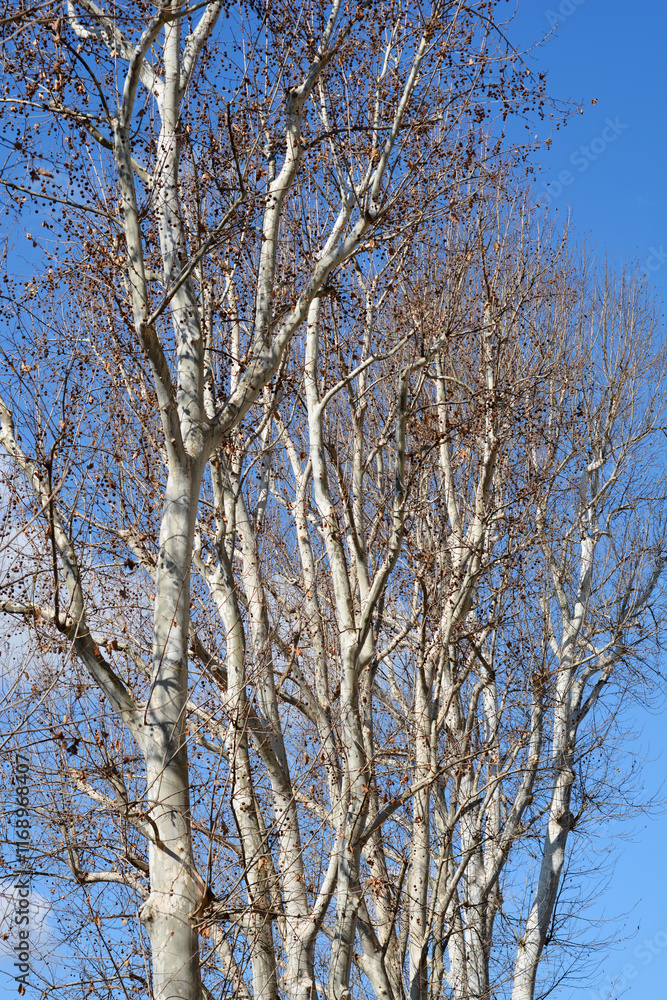 London plane trees in the spring London plane trees in the spring