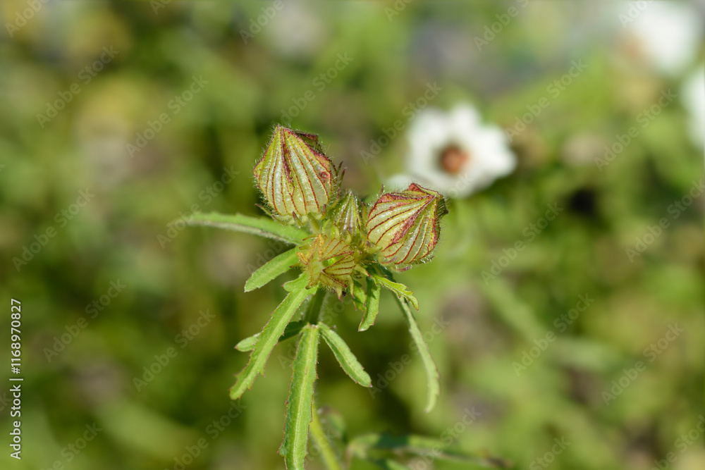 Flower-of-an-hour seed capsules Flower-of-an-hour seed capsules