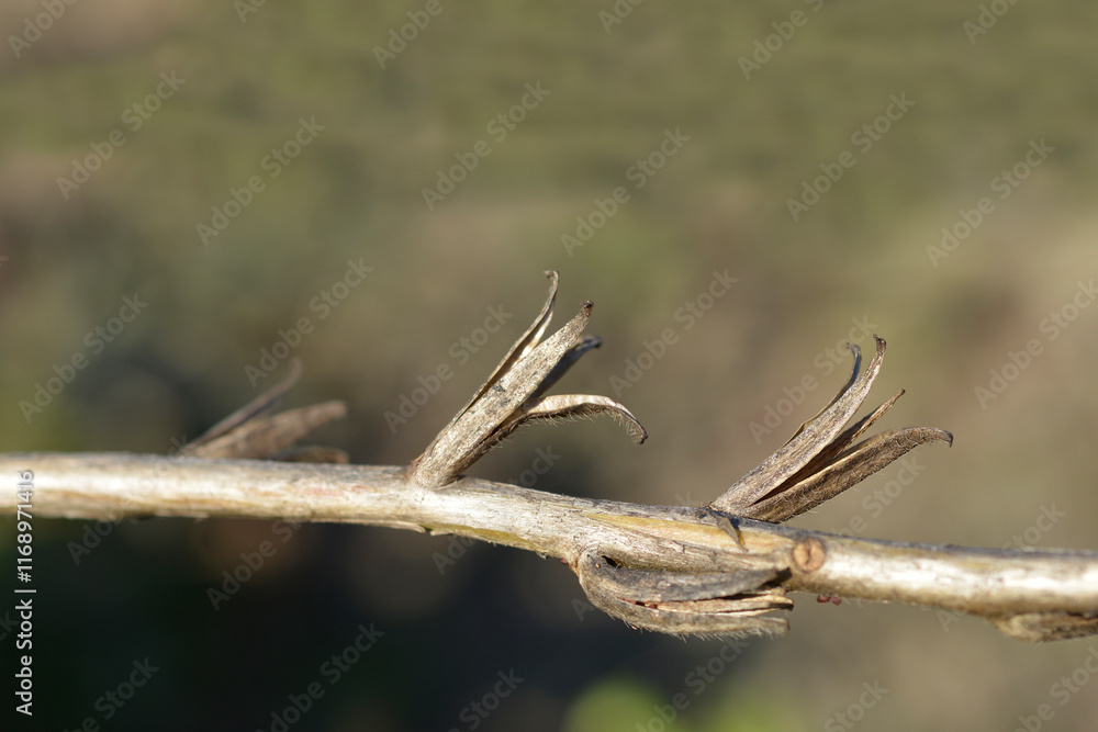 Nocturnal evening primrose seed pods Nocturnal evening primrose seed pods