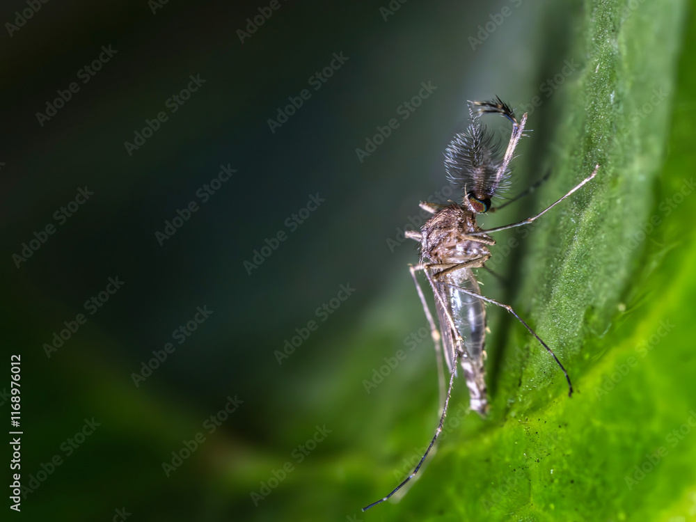 close up of an Inland floodwater mosquito or Aedes vexans resting on a leaf close up of an Inland floodwater mosquito or Aedes vexans resting on a leaf