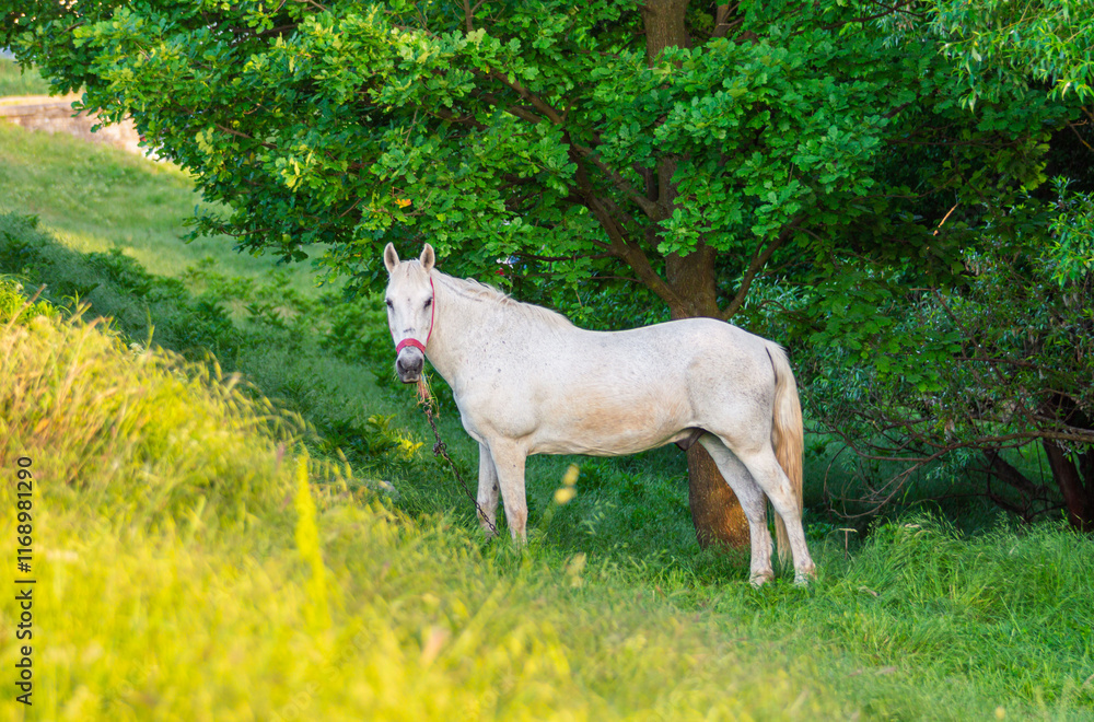 Fototapeta premium Portrait of white horse grazing in the shade of a big tree. Beautiful thoroughbred horse eating green grass at the edge of a forest. White horse stallion on the meadow. Amazing pasture landscape