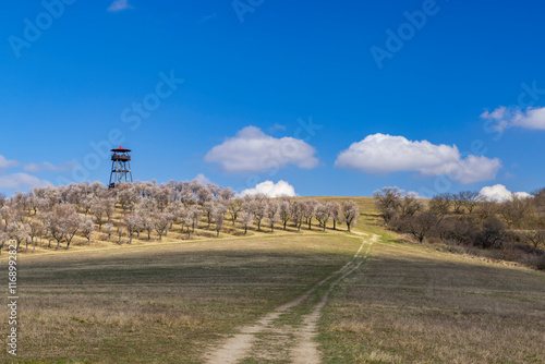 Almond tree orchard in Hustopece, South Moravia, Czech Republic photo