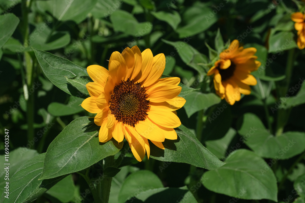 Sunflowers blooming in the park