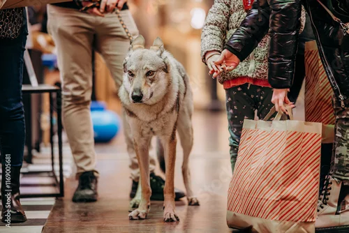 Fototapeta samoprzylepna Zwierzęta przyprowadzone do galerii handlowej