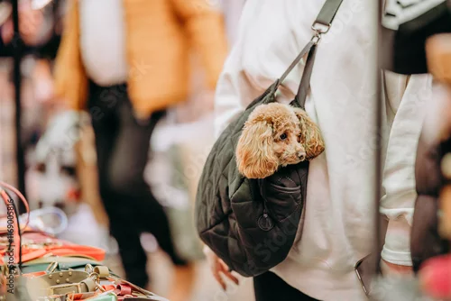 Fototapeta Zwierzęta przyprowadzone do galerii handlowej