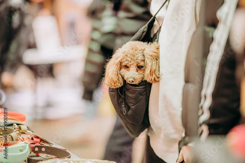 Fototapeta Zwierzęta przyprowadzone do galerii handlowej