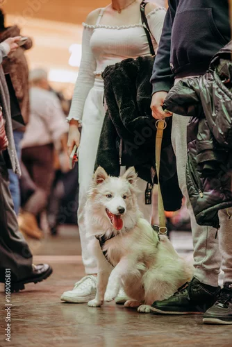Obraz Zwierzęta przyprowadzone do galerii handlowej