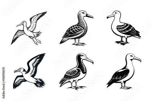 albatross seabirds vector design, labeled linocut vector illustration photo