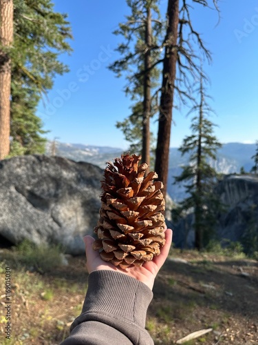 a girls hand holding a pine cone close up in the yosemite national park