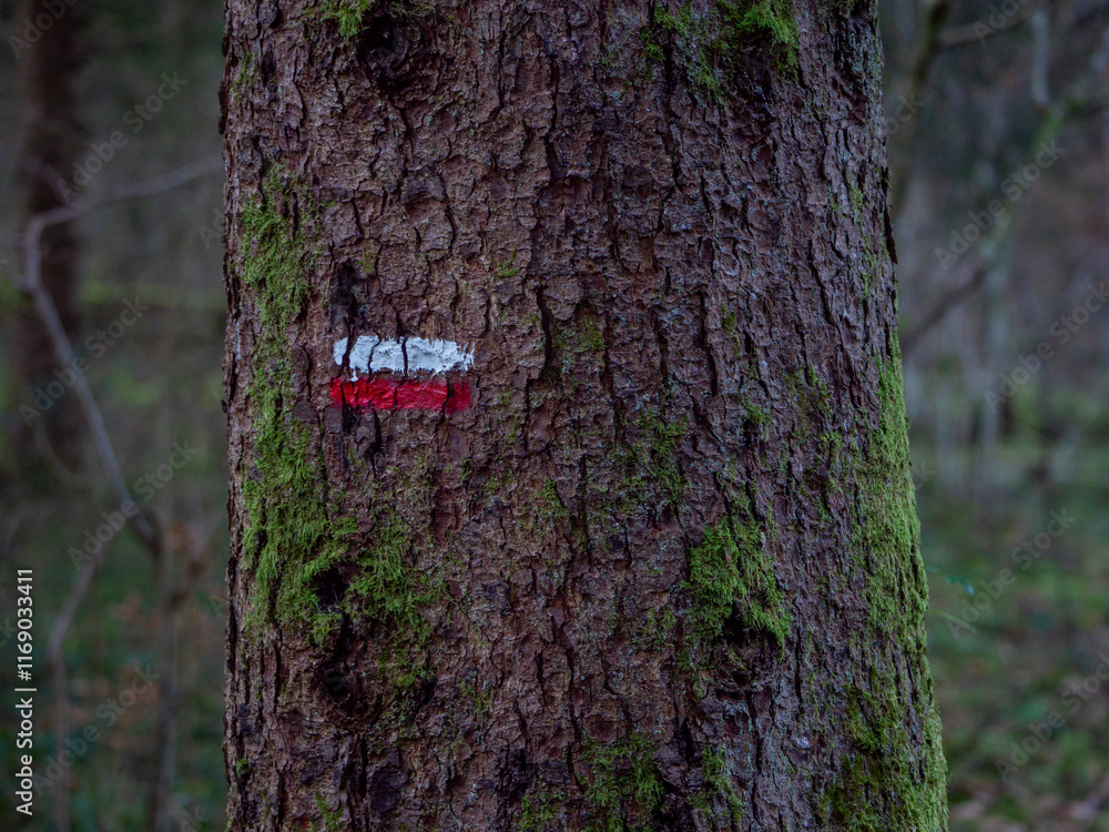 Fototapeta premium White and Red Hiking Trail Marker on Tree in Forest
