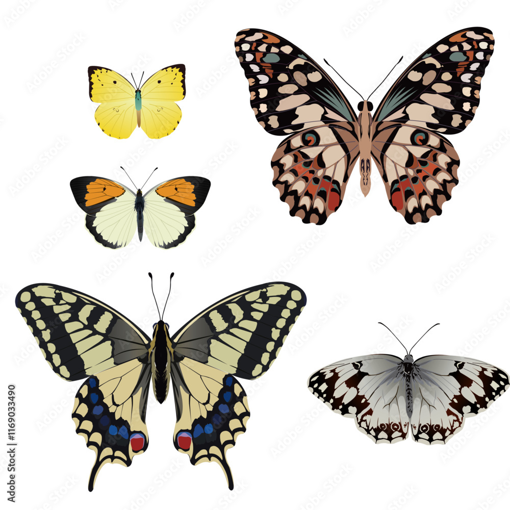 Obraz premium Butterfly Species, flying, new start