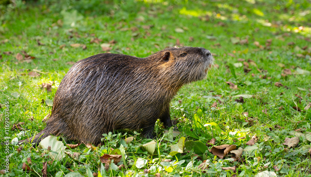 Nutria river rat, coypu herbivorous, semiaquatic rodent family Myocastoridae on the meadow, wildlife animals, habitant wetlands Nutria river rat, coypu herbivorous, semiaquatic rodent family Myocastoridae on the meadow, wildlife animals, habitant wetlands