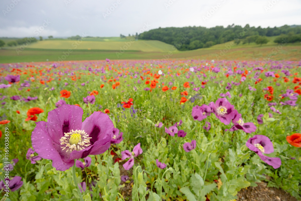 Typical spring landscape with poppies near Silica (Szilice), National Park Slovak Kras, Slovakia Typical spring landscape with poppies near Silica (Szilice), National Park Slovak Kras, Slovakia