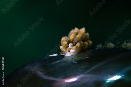 Ercolania sp. - small sacoglossan sea slug, shell-less marine opisthobranch gastropod mollusk. Photo was taken in the island Romblon, Philippines	 photo