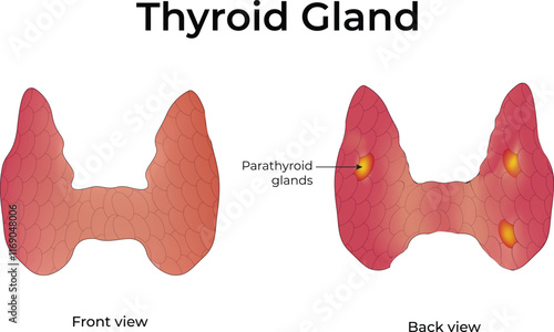 Thyroid Gland Design Vector Illustration