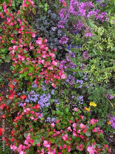 Multi coloured flowers in the garden