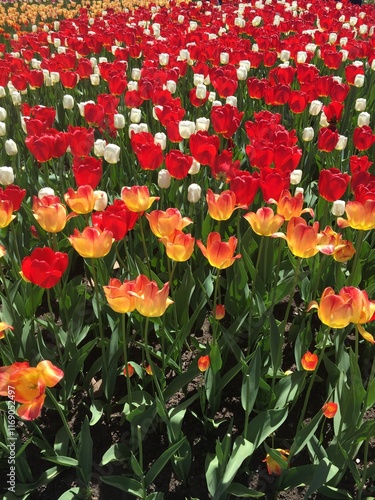 Flower bed of tulips